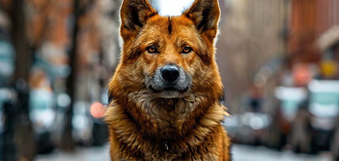 Руководитель ветфирмы в Канске пойман на хищении бюджетных средств