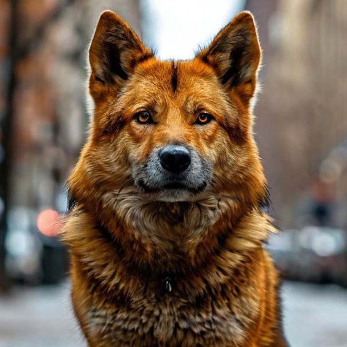 Дело о хищении средств при отлове бездомных животных в Канске