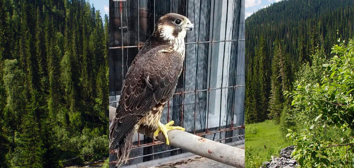 Женщина из Канска задержана за содержание краснокнижных птиц