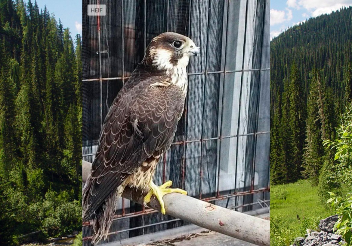 Уголовное дело против жительницы Канска за незаконное содержание редких птиц