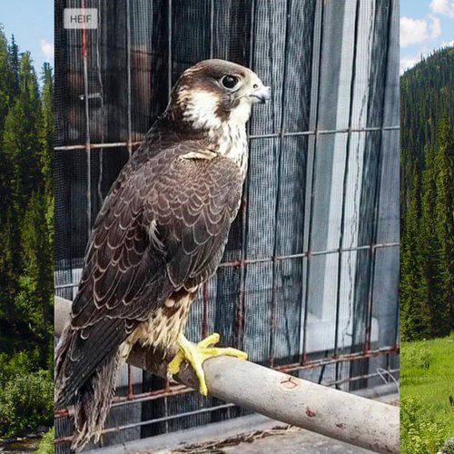 Женщина из Канска задержана за содержание краснокнижных птиц