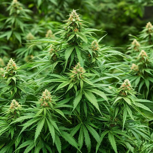 Незаконная плантация конопли в Канске