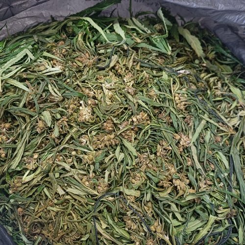 Мужчина задержан с наркотиками в Канске, возбуждено уголовное дело