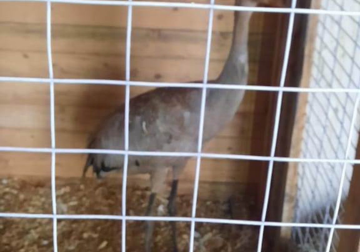 Полиция освободила редких птиц, включая сокола-сапсана, в Канске