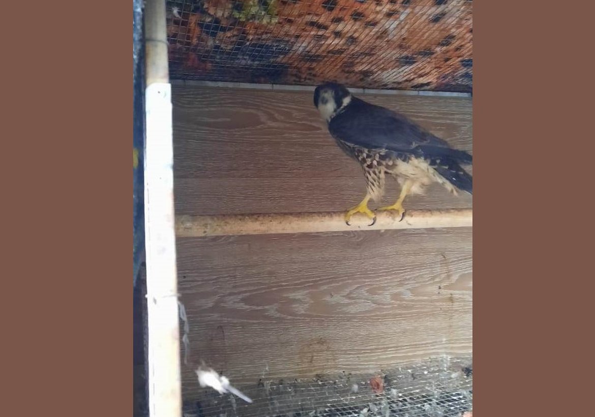 Полиция освободила редких птиц, включая сокола-сапсана, в Канске