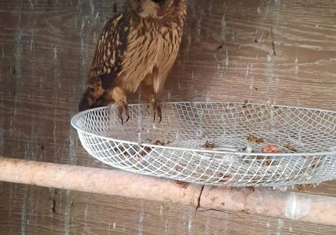 Полиция освободила редких птиц, включая сокола-сапсана, в Канске